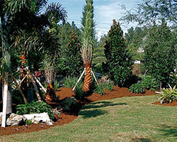 Landscape Installations, Venice, FL Landscape Installations, Venice, FL