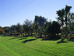 Lawn Care, Sarasota, FL Lawn Care, Sarasota, FL